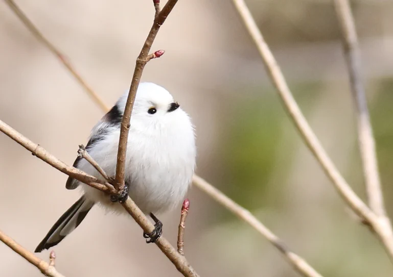 「シマエナガの眠り方」起きている姿も眠っている姿もかわいすぎるシマエナガをぜひご覧ください。