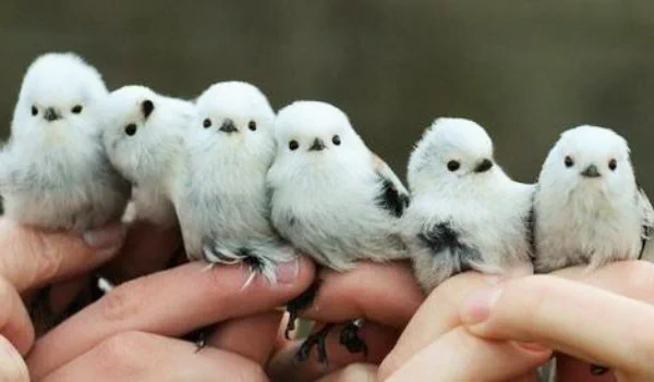 「シマエナガの眠り方」起きている姿も眠っている姿もかわいすぎるシマエナガをぜひご覧ください。