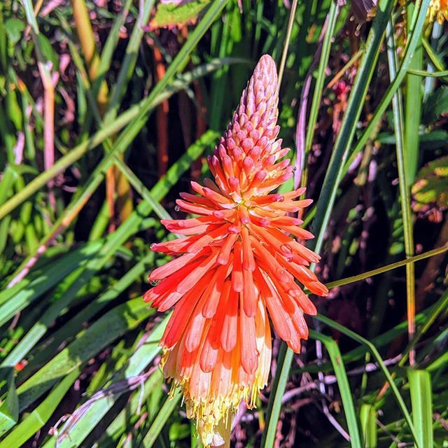 Warrensgardens's tweet photo. Knophofia still blooming #gardening #bees #insects #welovethebees #flowers #nature #Bloom #autumn https://t.co/u04QNfzdlL https://t.co/kG6NfgaTso