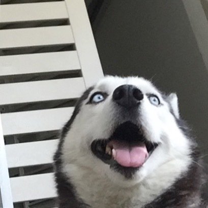 andi_hadinoto's tweet photo. Smile! You’re on smartphone 🐶
.
#SiberianHusky #SiberianHuskies
#husky #huskies #huskygram
#doglovers #dogs #PlayingWithDog #FunWithDog #PawFriend
#Sunday #weekend https://t.co/lB9xozTC23 https://t.co/syt1CdRgBu
