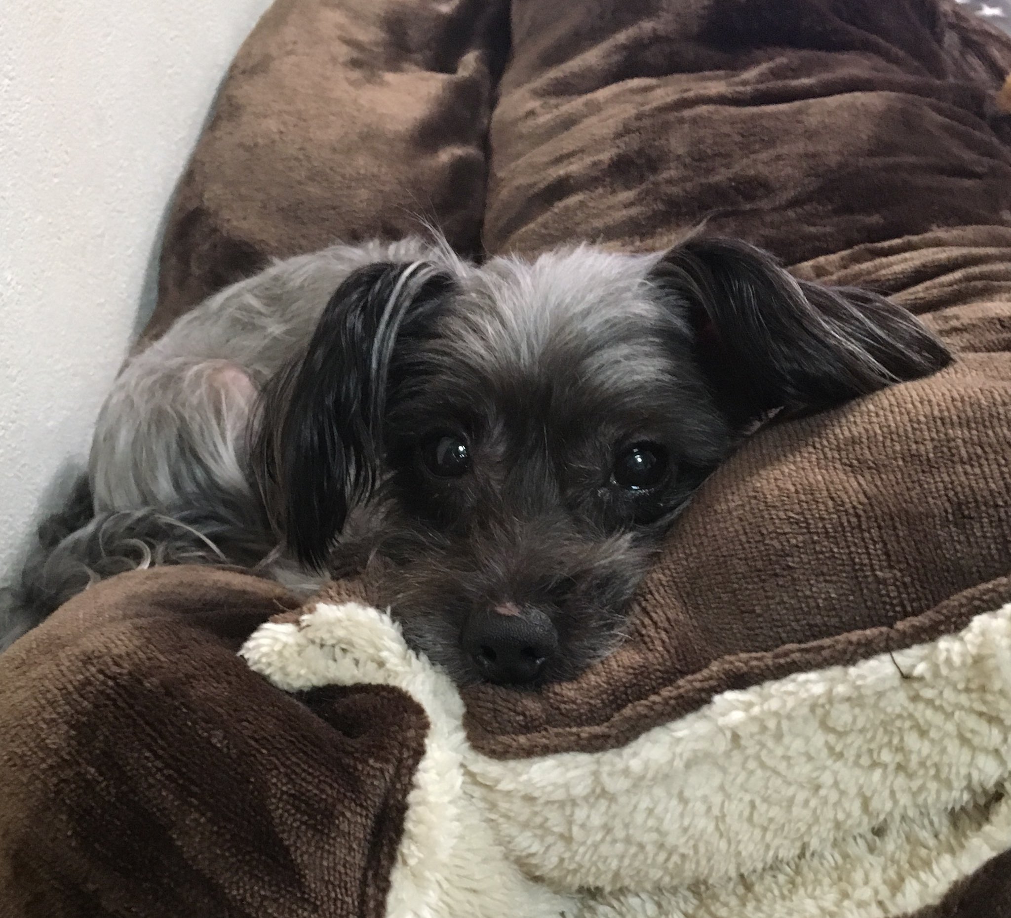 ドッグサロンウィン 児玉郡上里町 Dogsalon Win Twitter