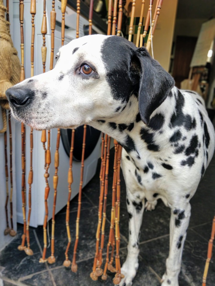 The sweetest doggo 🐾