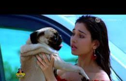SolanTheTamilE2's tweet photo. #SherinShringar crying while seeing his dog..suddenly i https://t.co/32hEv2XdLV..#tharmar armies are very lucky having such angel pa..๐๐.@vijaytelevision #BiggBossTamil3 https://t.co/YL8eeSp809
