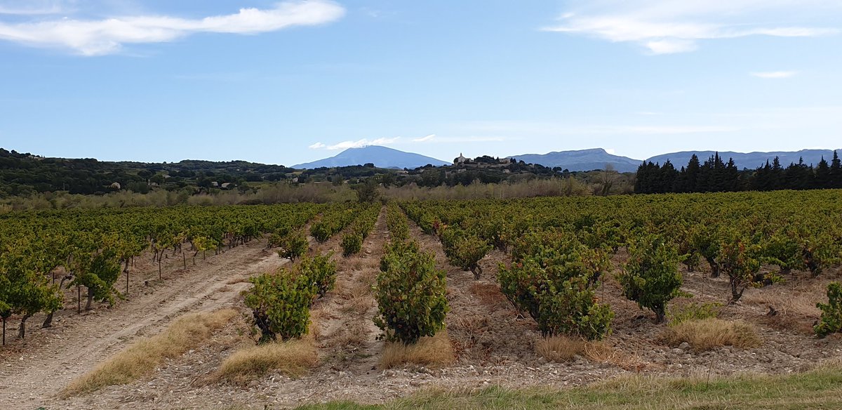 NorthRoadCycles's tweet photo. In the distance Ventoux looms but ahead for today are flatter roads and vineyards to explore. https://t.co/1h6Cs1cxtY