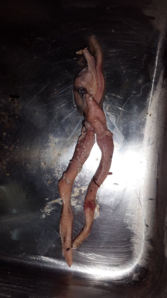 para_mb's tweet photo. While road influences on wildlife are a truly global concern with a large socio-economic cost, few researches in Iran have been quantified road-kill occurrence on highways. #Abbreviata kazakhstanica in a road kill #Pseudopus apodus in gilan province. https://t.co/awfJ6TCeZ6