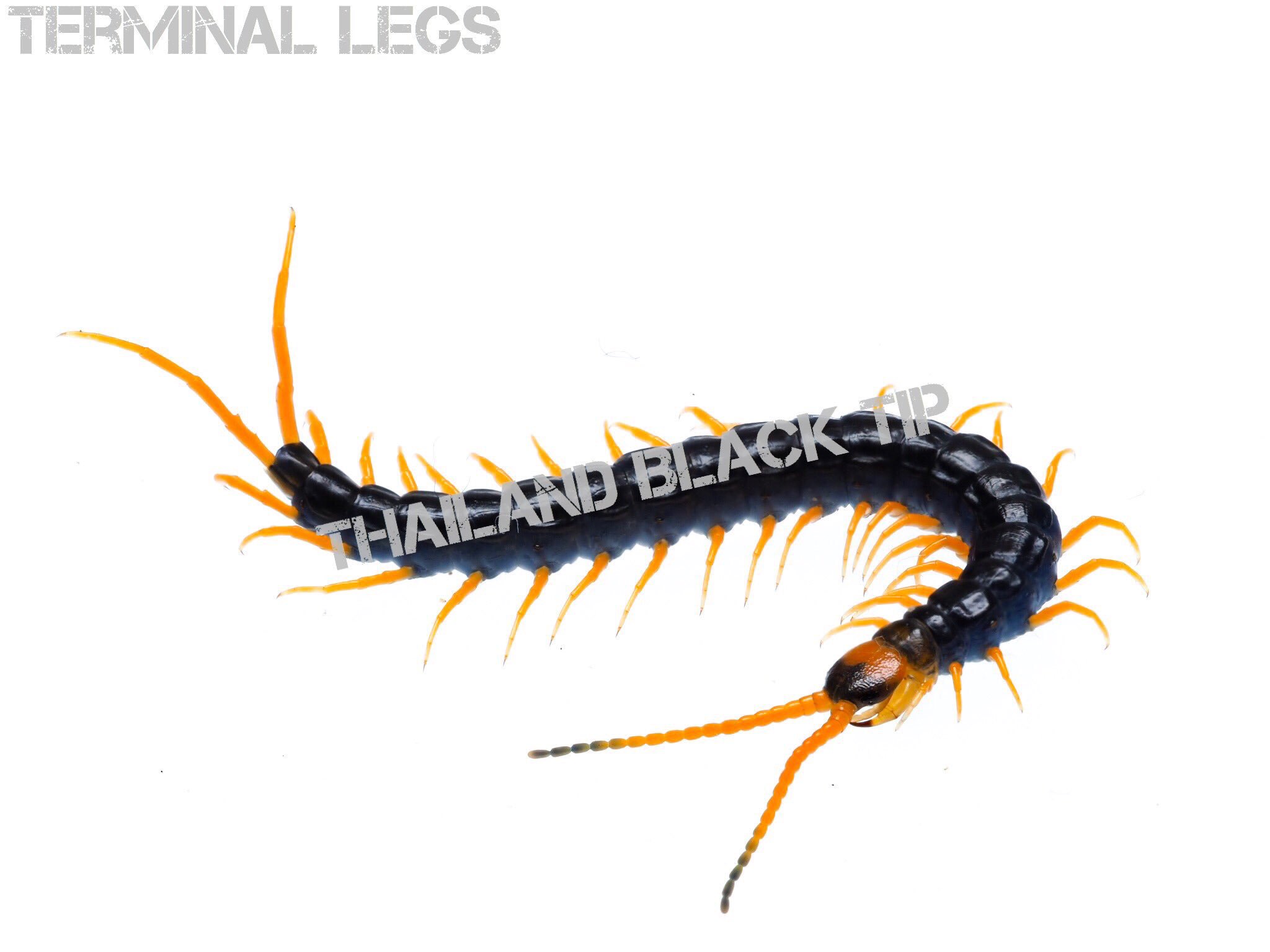 Terminal Legs Awake大阪11 14 九州11 20 21 On Twitter 本日はありがとうございました タイ ブラックチップは持っていった分は完売致しました 同産地別血統のタイブラックを交換して頂いたため 完全なる国内cbへ一歩近づきました Ch Ch Cbも数年後には視野に