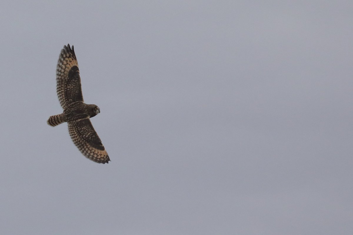 The Farne Islands (@ntfarneislands) on Twitter photo This Short-eared owl landed to roost on Inner Farne this afternoon; an uncommon visitor from Europe. Sometimes referred to as 'Sea' or 'pilot' owl, it lived up to such labels by navigating today's strong south-easterlies! #migration <a href="/NTBirdClub/">Northumberland & Tyneside Bird Club</a> @NHNhub (image @ChrisCachiaZamm) This Short-eared owl landed to roost on Inner Farne this afternoon; an uncommon visitor from Europe. Sometimes referred to as 'Sea' or 'pilot' owl, it lived up to such labels by navigating today's strong south-easterlies! #migration <a href="/NTBirdClub/">Northumberland & Tyneside Bird Club</a> @NHNhub (image @ChrisCachiaZamm)