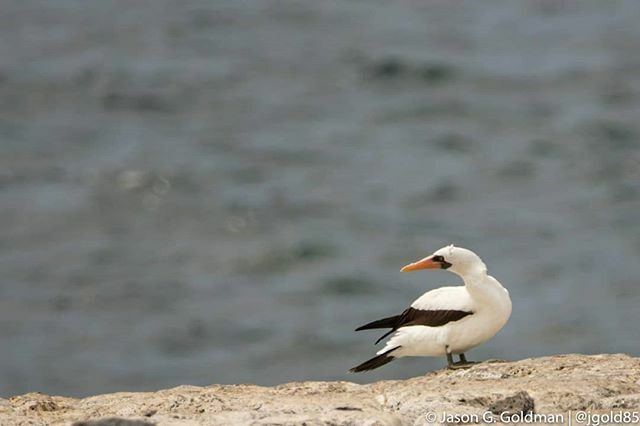 GoScifari's tweet photo. Can't wait to get back to the Enchanted Islands in a couple weeks! Hoping to see some blue footed, red footed, and Nazca boobies alongside @biophiliamanda and @luksth as we guide a trip for @atlasobscura. #aotrips #scifari #THlifestyle https://t.co/nRIPhjtnNN