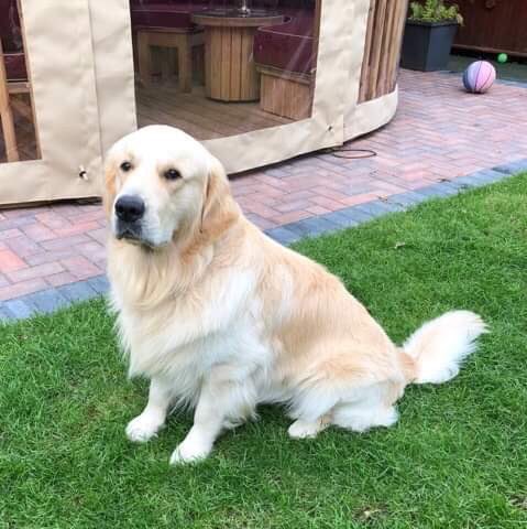 Bailey the lovely #goldenretriever who I worked with outdoors today just on recall and a bit of #looseleadwalking.