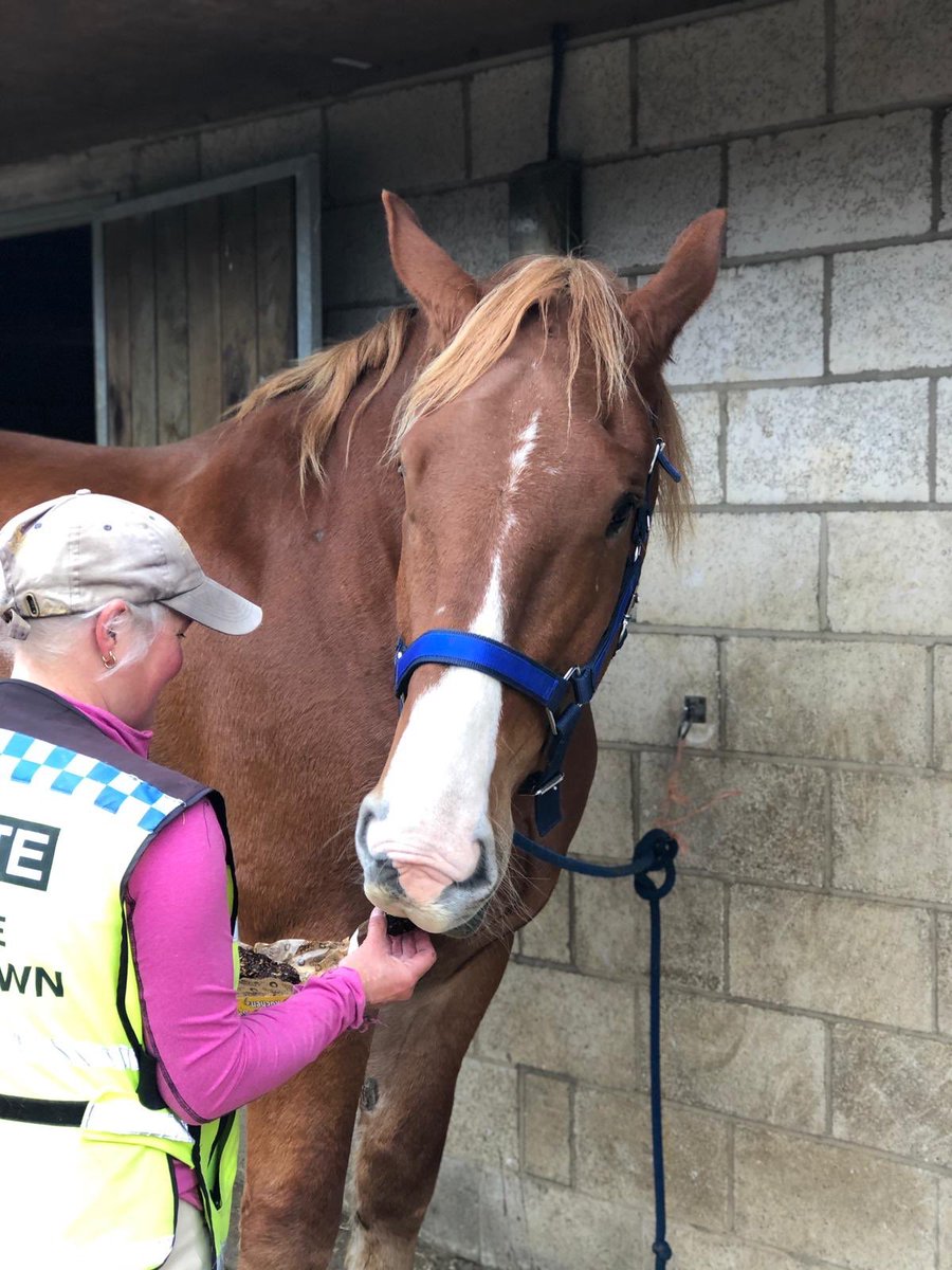 Archie the Suffolk 🐴 tweet media