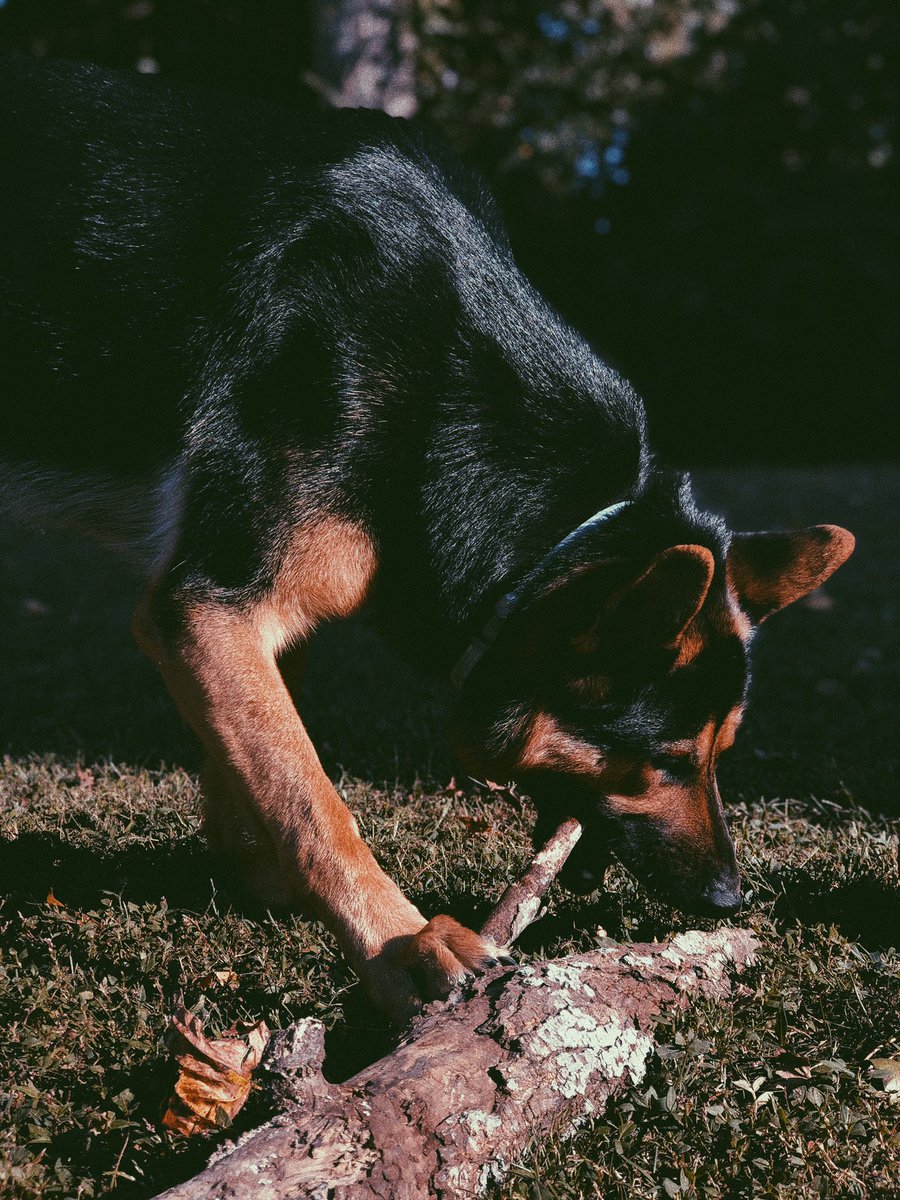 tteadro's tweet image. Tfw your dog has more gains than you. 
#fitdogs #GermanShepherd