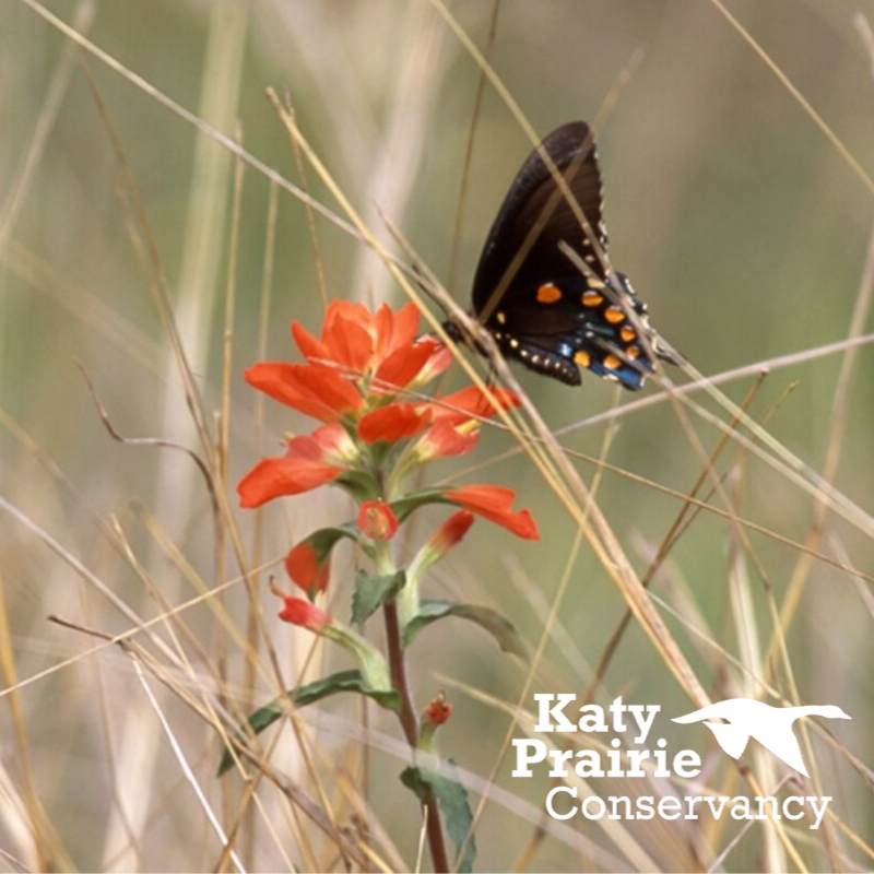 Today's Texas Pollinator Bioblitz challenge is to find something red: a plant being pollinated or a pollinator. #TxPollinators #katyprairie
