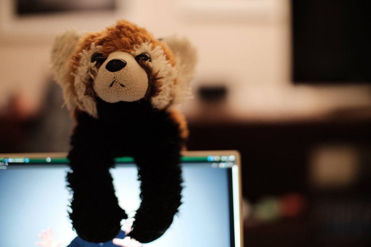 Red Panda Panda tweet media