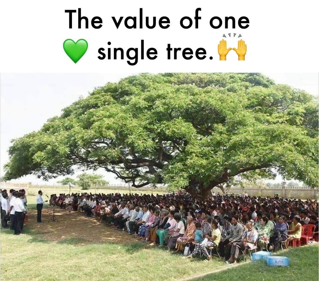 RachnaChhabria1's tweet photo. If this picture doesn't drive the message home, that our trees are precious and need to be protected and looked after, nothing will. Save the environment, plant more trees and not cut the existing ones! #environment #trees #TreesFelling #ClimateChange https://t.co/zhrPWOnzLt