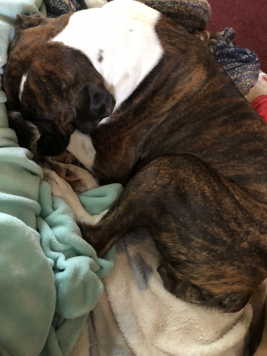 Couch and blanket day #coldandrainy 💦 #fallishere 

#SundayThoughts #bella #boxerpuppy #boxerdogs #dogslife #napday