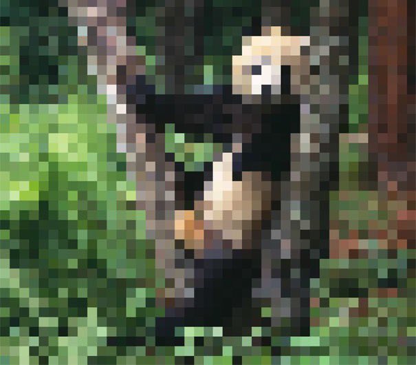 Do the pictures look too fuzzy? They are composed of as many pixels as the numbers of individuals of these species still alive in the wild...