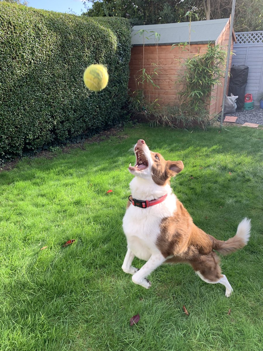 judiheyw's tweet photo. When the rain stops, a collie has to do what a collie has to do! 🐶 🎾#bordercollie #ballobsession #whatmud #Dogsontwitter #lovemydog ⁦@BCTGB⁩ https://t.co/Qff1K9VpDX