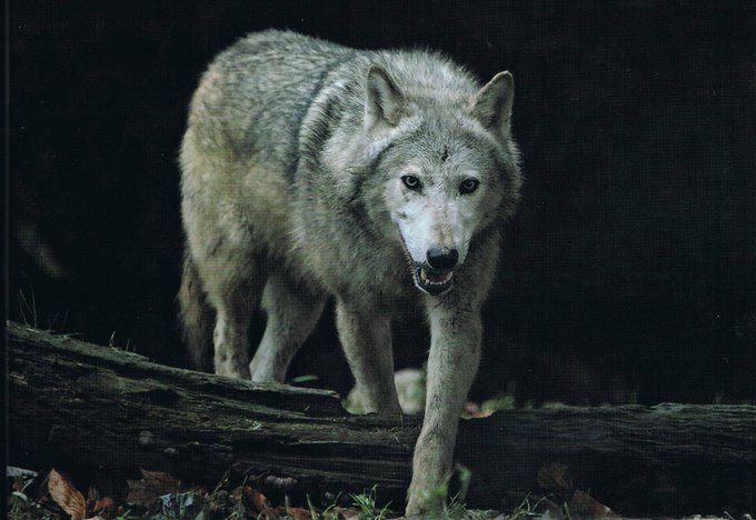  #Ireland was once known as 'wolf land'! Wolves wiped out of England in 1300s but the last wolf in Ireland only killed in Co Carlow in 1786. It is thought to have been killed at Myshall, on the slopes of Mount Leinster by a pack of wolfdogs kept by a Mr Watson of Ballydarton. 