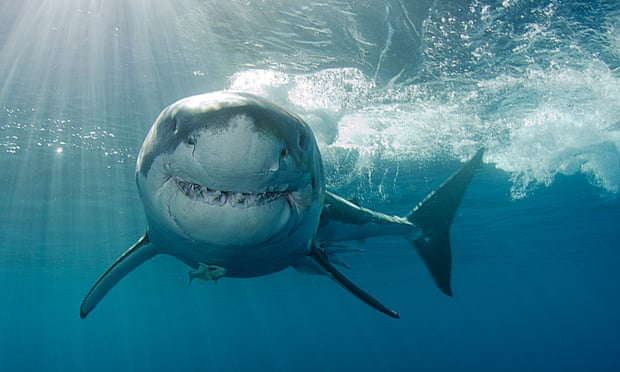 dontbeliketrump's tweet photo. Happy One Week Anniversary to the President of the United States retweeting a shark bot!

...no, but seriously, our kids deserve better.

#dontbeliketrump #childrensbooks #sharks #resist #impeach
https://t.co/PohDpgXYlQ https://t.co/0kHqcE58tA