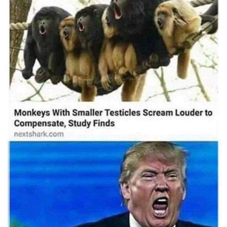 DirtySteve77's tweet photo. @realDonaldTrump https://t.co/rApVvGjdhF