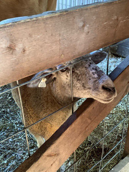 BCHSmagistra's tweet photo. #BCHSInterAct club students volunteered at Indian Rock Nature Center at yesterday’s Fall Family Festival. Lots of fun with children and animals 🐮🦉🐓🐿🐏🐾🦔 🦃 🐃 🐐 #ServiceAboveSelf @BCHSprincipal @BristolCTRotary @MrBroderickBCHS https://t.co/9ROszvEnJG