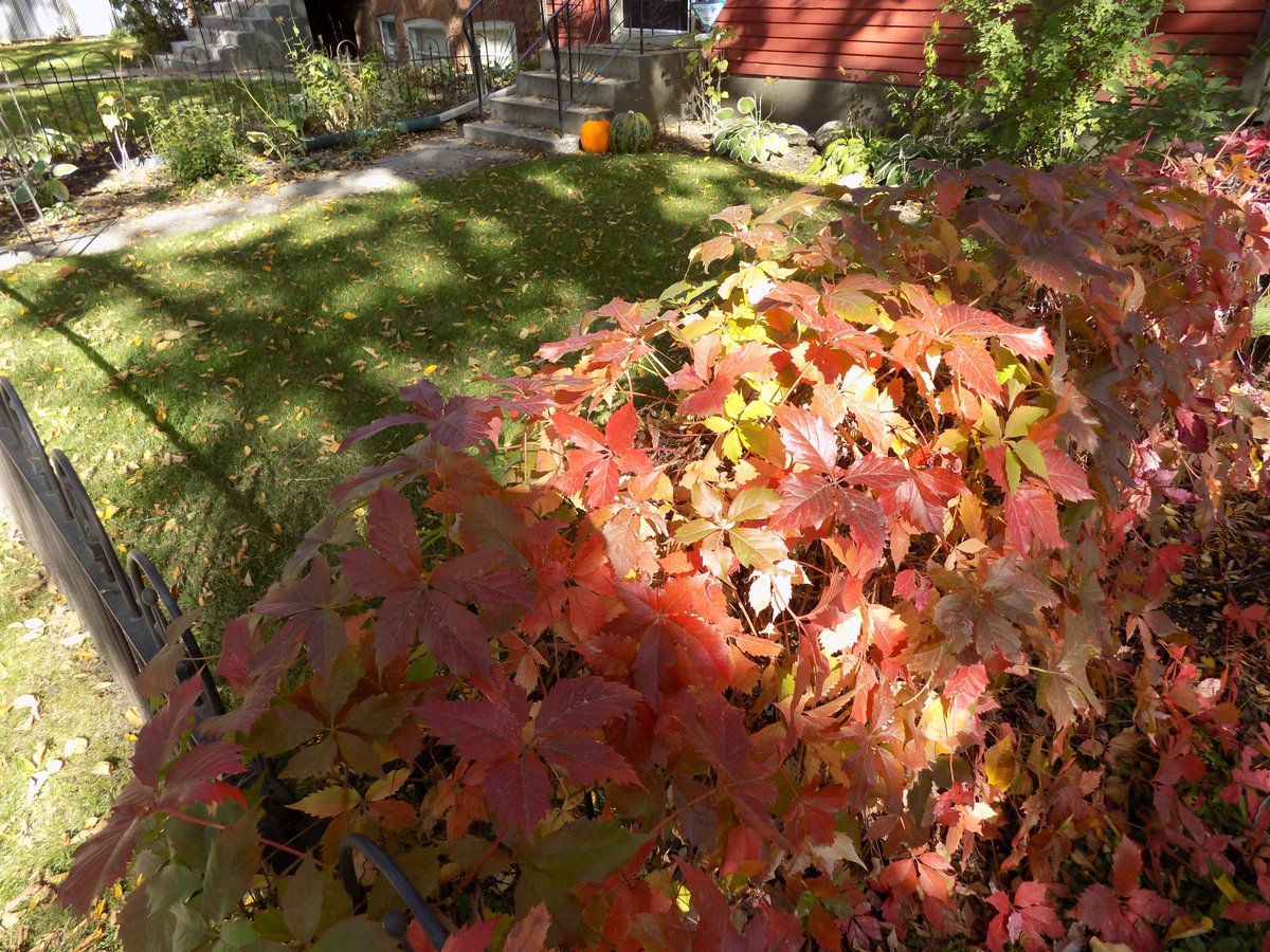 DonaldBCampbel1's tweet photo. I took this on my block a couple of weeks ago.  I love fall, but it always seems to go by too quickly. https://t.co/L7NZR2cm8U