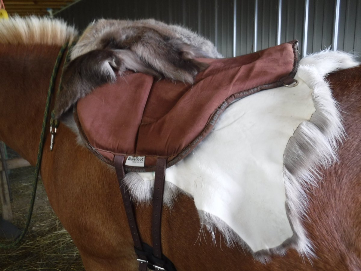 MarMurph877's tweet photo. game of thrones pony #Larkenthepony https://t.co/1cKM4MXlEY