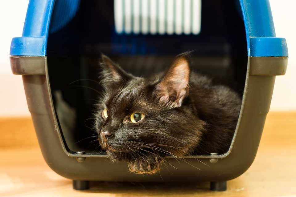 BCAHToronto's tweet image. How to Plan a Low-Anxiety Move with your Cat bit.ly/2mjMTuc #fearfree #Happycats #calmcats #happypets #petcare #catcare #cats