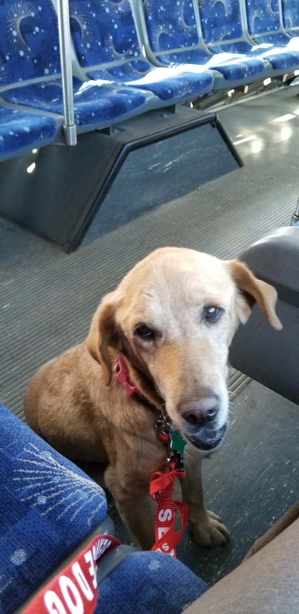 Mine too, she rescued me! Frisco Shelter. #T1D #hypoglycemicunawareness #PTSD  #GoldenRetrievers