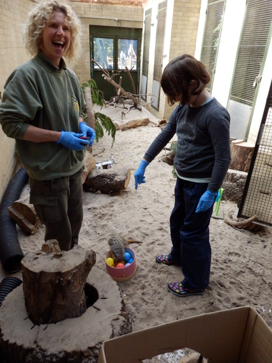 Positive_Ess's tweet photo. @BridgetPrimary  E had a very exciting day feeding Meerkats and meeting an Armadillo @EdinburghZoo last Sunday. Rosie their keeper shared lots of her knowledge with her and E was in her element, thanks Rosie. https://t.co/FVOUTjVrmm