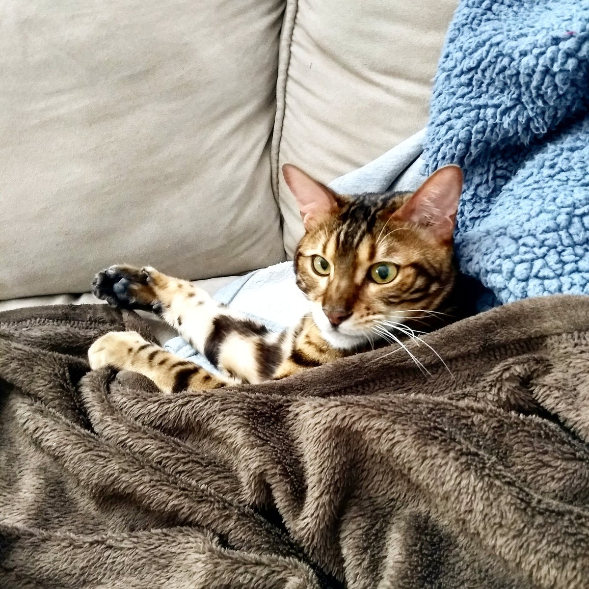 Benjithebengal's tweet photo. Sunday Vibes 
#bengalcat #catsofinstagram #catsoftwitter #bengalsofinstagram #methuen #boston #massachusetts #catsfollowers #catoftheday #sundayfunday  #sundayvibes #catsoftheweek #topcat #topcatphoto #lazysunday #sunday #bengalcatsclub #catstagram #catgram #blanket #relaxing https://t.co/ykEhXMkxeF