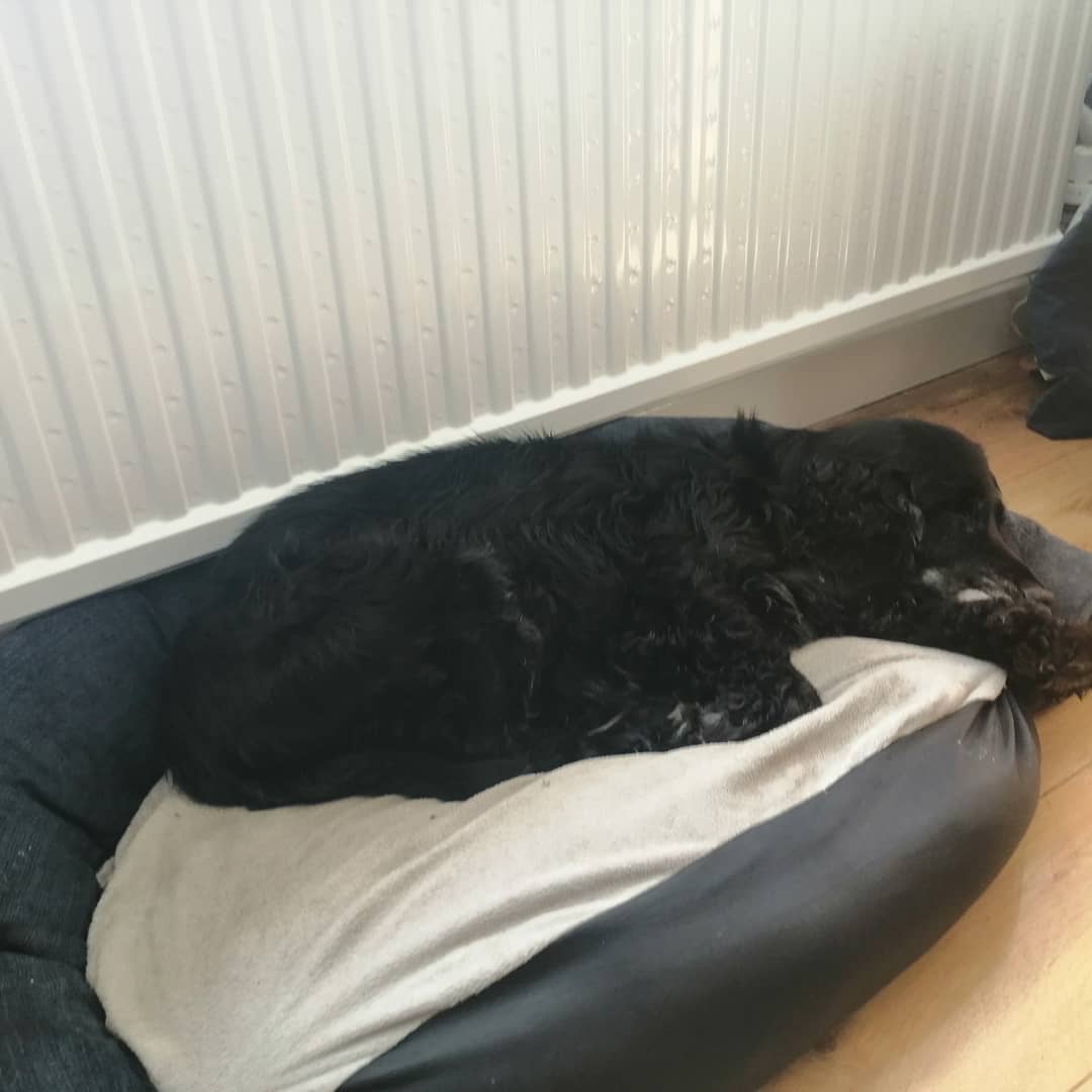 Clacka_wwfc's tweet image. Hour n half running through the woods n streams, shower n lunch... I'm out of here #rubydog #cockerspaniel