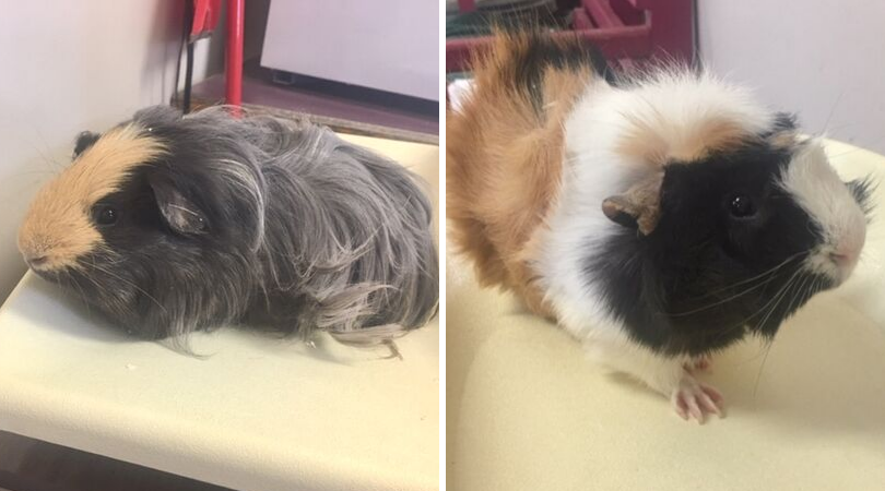 BC_SPCA's tweet photo. Itโs Ben & Jerry! These adorable boys are fun & active. Ben is a little shy but with time, patience & lots of love, we are sure he will come around in his new home quickly!
โค๏ธโค๏ธBen&Jerry: https://t.co/hiKth6wnjE
๐ Branch: #ParksvilleBC #QualicumBC
#BCSPCA #guineapigs https://t.co/5F6geq3FVN