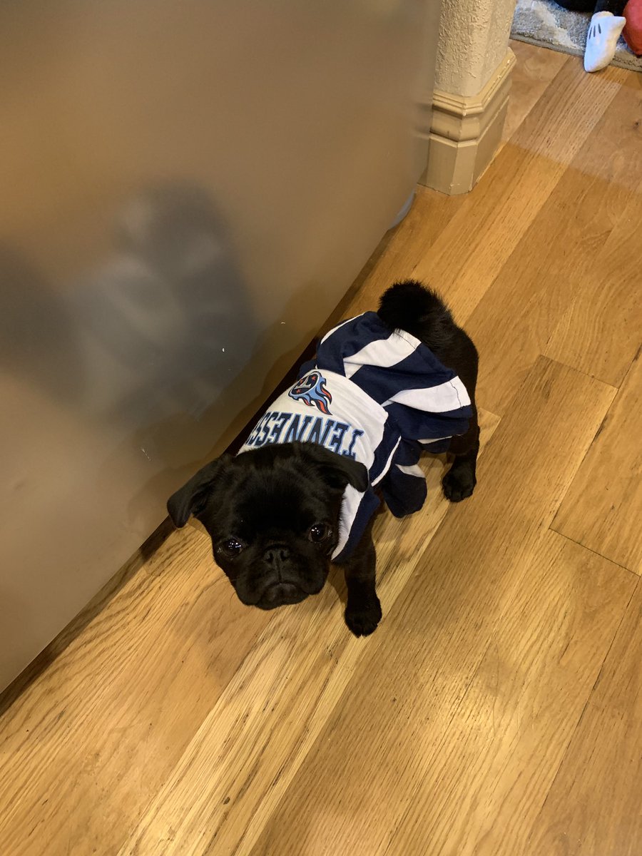 Riley_Mahaffey's tweet photo. #Piperpug is ready for gameday. @lisahayes4 @NicolasDelama10 @jwyattsports @Titans @twotonefanatics #Titans #Titanup https://t.co/OeYyLcKRcO