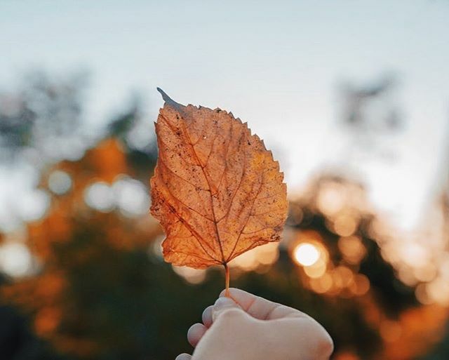 MEDICOM1's tweet photo. Von Grün zu Orange zu Rot.
Der Herbst färbt die Blätter und zeigt sich von seiner schönsten Seite. 
Wir empfehlen Euch auch an kälteren und regnerischen Tagen einen Spaziergang zu machen. Wer in Bewegung bleibt hält sich fit, hat Zeit für sich, schüttet Glückshormone aus und… https://t.co/IGFQHA8Vib