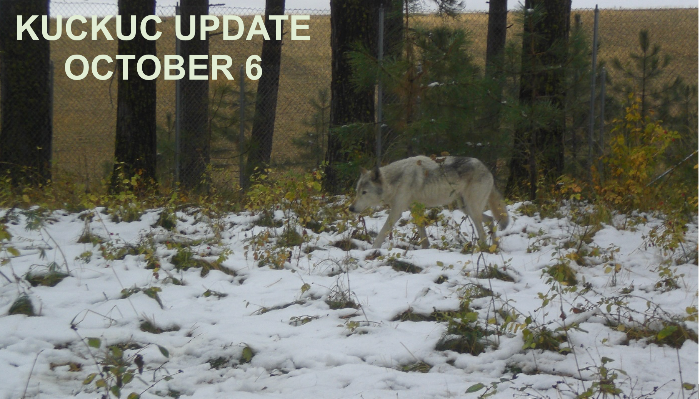SawtoothLegacy's tweet photo. Can you take a minute to help? Also - Kuckuc Update! - *|https://t.co/tEhvCeTgz4|* #wolves #wolf #idaho #idahowolves #westernwolves #canids #canislupus #pnw #wildlife #sawtoothpack #owyhee #owyheepack #animals #rescue #werc #wolfeducationandresearchcenter https://t.co/e6BUxRWoA9