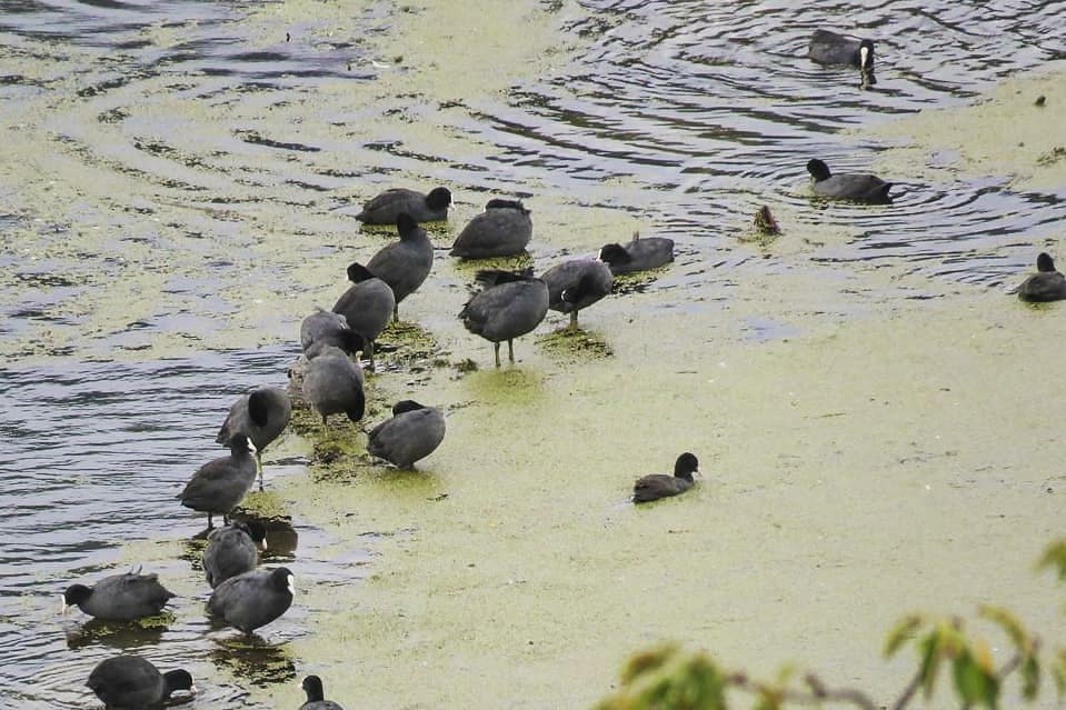 BirdLifeSerbia's tweet photo. 🦆 Nestabilno vreme nije omelo zaljubljenike u ptice da i ove godine prvog vikenda u oktobru izađu u prirodu i posmatraju čudesnu seobu ptica. Dok čekamo prve rezultate pogledajte fotografije sa nekih od izleta. 👀

#EBW19 #eurobirdwatch #AF4 #safeflyways #DZPPS #BPSSS #BIRDLIFE https://t.co/zPvqZaHvL7