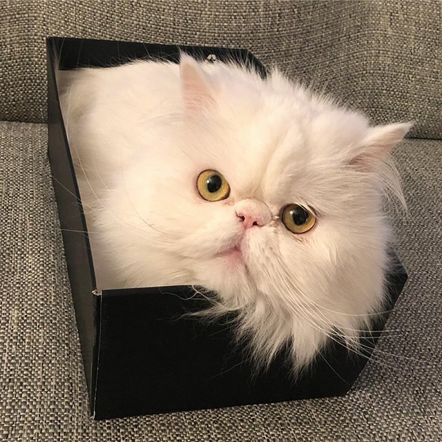 misspicklescat's tweet photo. Is dis what dey mean by “kitten heels,” Meowmie!? 👠 #shoes #shoebox #lazysunday #sunday #sundayfunday #sundayvibes #silly #kitten #kittenheels #fashion #style https://t.co/3z1Al73SOc https://t.co/kposol2W3n