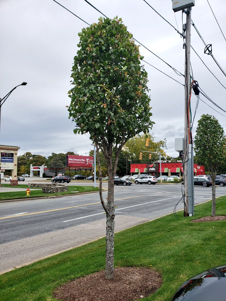 KellisLST's tweet photo. Please, please, please DON'T "prune" a tree like this...🌳

#DontBonsaiATree #Pruning #TreePruning #TreeCare https://t.co/xUS5RrfUtg