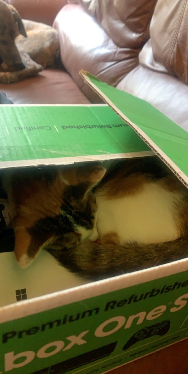 ghostxfeet's tweet photo. Could sleep anywhere, crawled into a box though https://t.co/SLTpGD7s5b