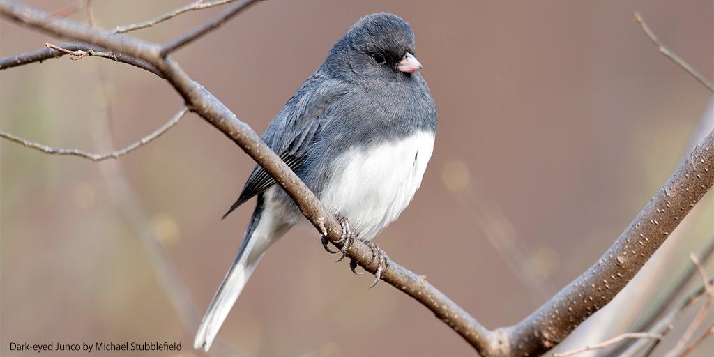 Feeling a bit wistful to see many #bird species depart on fall migration. But with the turning of the seasons we're also excited to see the birds of colder weather, like Dark-eyed Juncos. What #birds are you excited to see? #SundayThoughts #MigratoryBirds