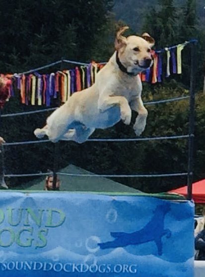 dogs flying at Issy Salmon Days! 🐶 #salmondays
<a href="/dockdogs/">DockDogs</a>