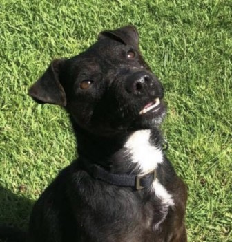 millypod1's tweet photo. BAILEY HOME SAFE. THANKS FOR RT's 🙂🐕🐾
#Westhorpe #Wyverstone #Finningham #Suffolk area #IP14
https://t.co/vSXqKaBfgT… https://t.co/50Ifdcg13S