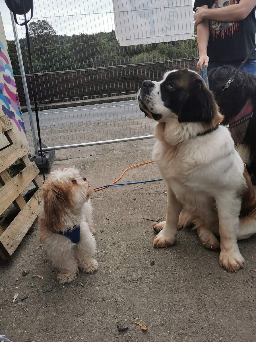 theyardperth's tweet photo. We can't wait to host our first Christmas Barket on December 8th with Dog Friendly Perthshire! 🐕✨

See the event page for more details 👉https://t.co/Ug9JykfB6j https://t.co/6xwLLaCbH9