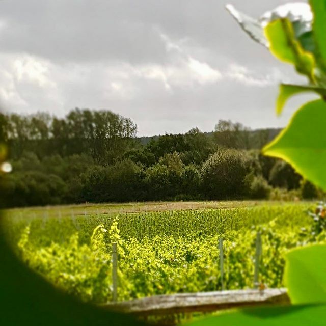 A peek through the garden at the vineyard. So many shades of green at Oastbrook!⠀
⠀
#hastings #Ticehurst #hawkhurstgang #Sevenoakslifestyle #Tunbridgewellslife #tunbridgewellsbeauty #Mayfield #oastbrookestate #idyllicretreat #englishwinetastingtours … ift.tt/30Svb3Q