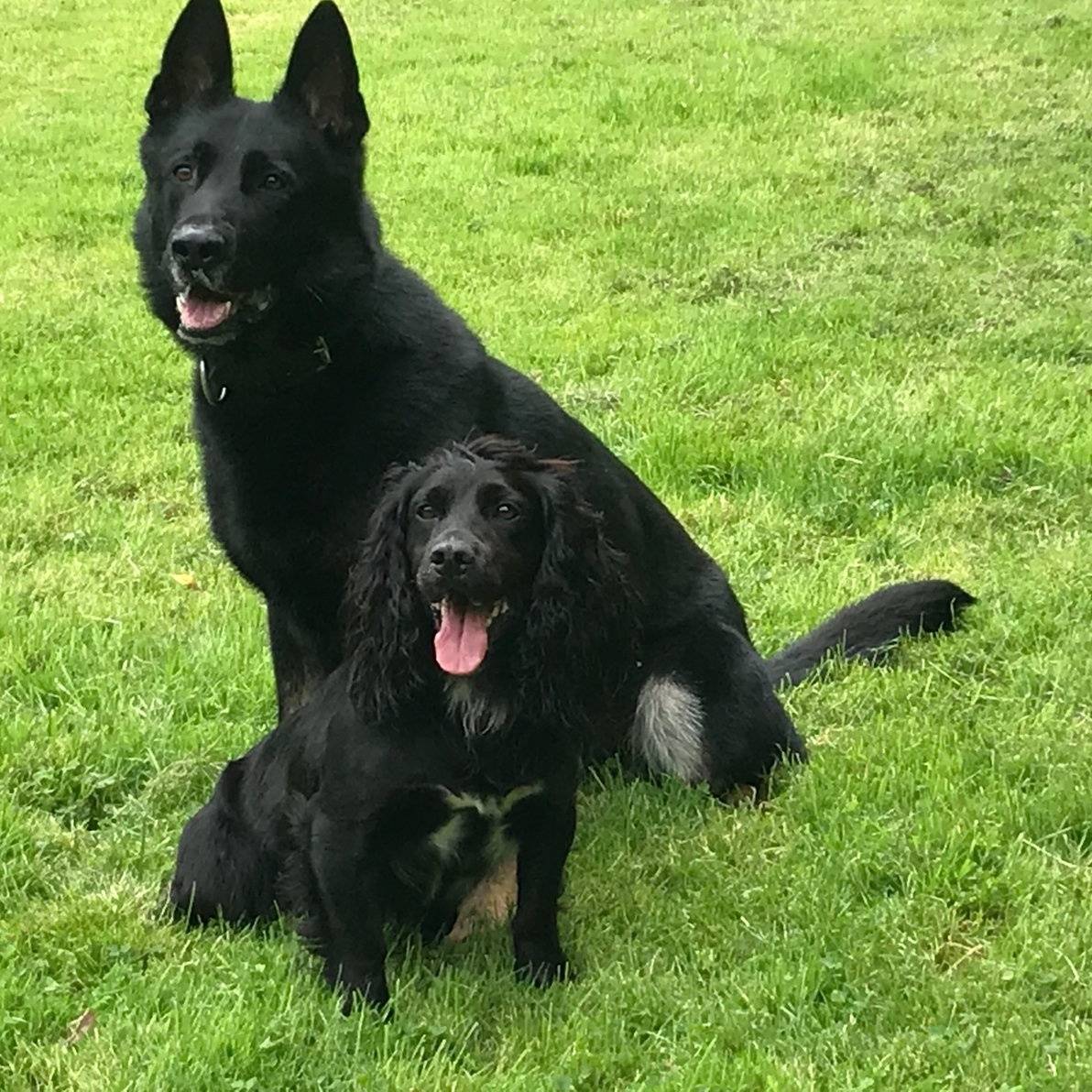 PSOSDogs's tweet image. Busy set of of back shifts for #TeamChaos. 6 drugs searches for #PDBilly 🐶
#PDBodie assisted at 16 calls, recovered a knife after a foot pursuit and later on tracked and found property from a crashed car.
#RestDaysLooming
#BestBoys