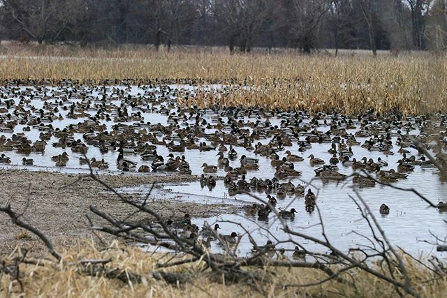 TonyVandemore's tweet photo. I promise you, the hunt itself doesn’t touch a scenic drive around the @habitatflats farms. There are far more rewarding moments than pulling a trigger. #WeAreConservation #Duck19Countdown https://t.co/fY3k0x589m https://t.co/OxXzeW8soJ