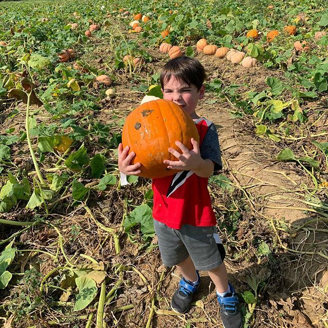 crmessyhouse's tweet photo. Sure, y’all are all cute in your sweaters and hats out pumpkin picking with cider and cocoa and what-not, but here in NC we prefer our pumpkins with a side of heatstroke. #tistheseason #itsbasicallysummerwithpumpkins https://t.co/SABIsSZuvo https://t.co/3bZxSkrtcf