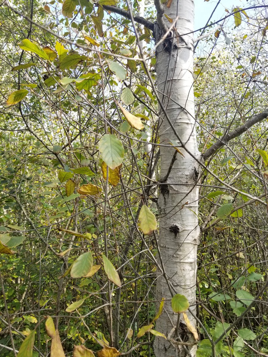 AmandaBrodhagen's tweet photo. Exploring the Ellice Swap - a provincally significant wetland. It's the largest natural area in Perth County, 2,115 acres. Amazing to see the diversity and bird species! 🌿 #elliceward #sunday #hiking #birdwatching #perthcty https://t.co/eHkHR1iaPz