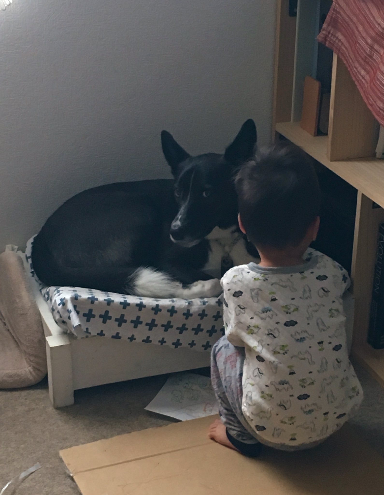 うさみ あやか 犬におはようの挨拶をしに行く子 今起きたてです みたいな顔をしている犬だけど 朝は大人ベッドの足元 で寝ていたし 私が子を起こしに行く隙にリビングに戻って最初から犬ベッドで寝てた犬を演出してる なぜ T Co Ly78de2ulq